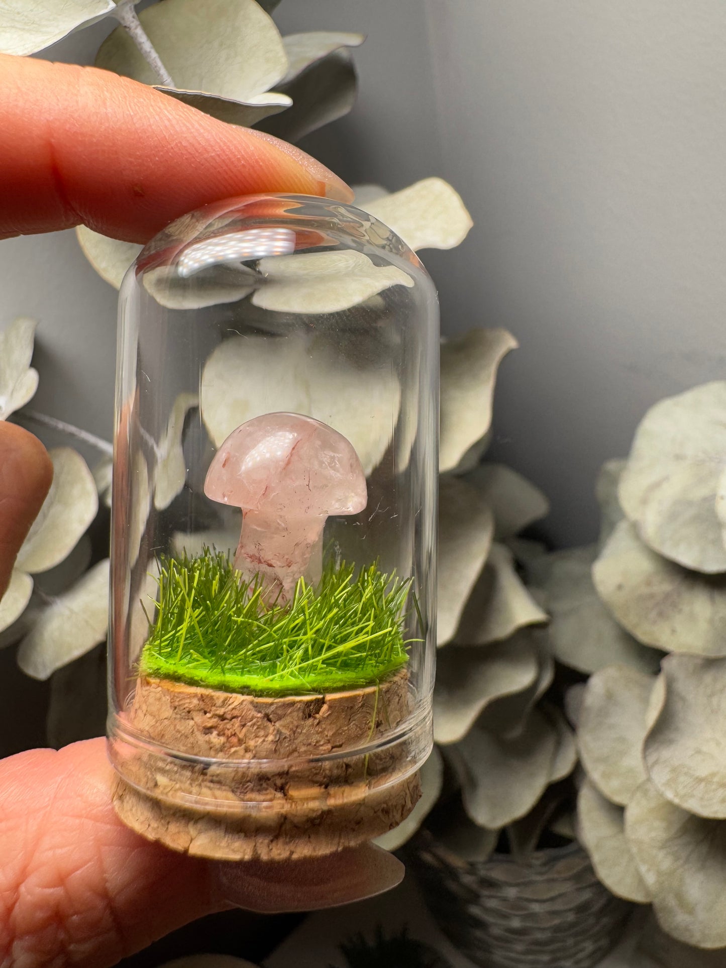 Terrarium Champignon