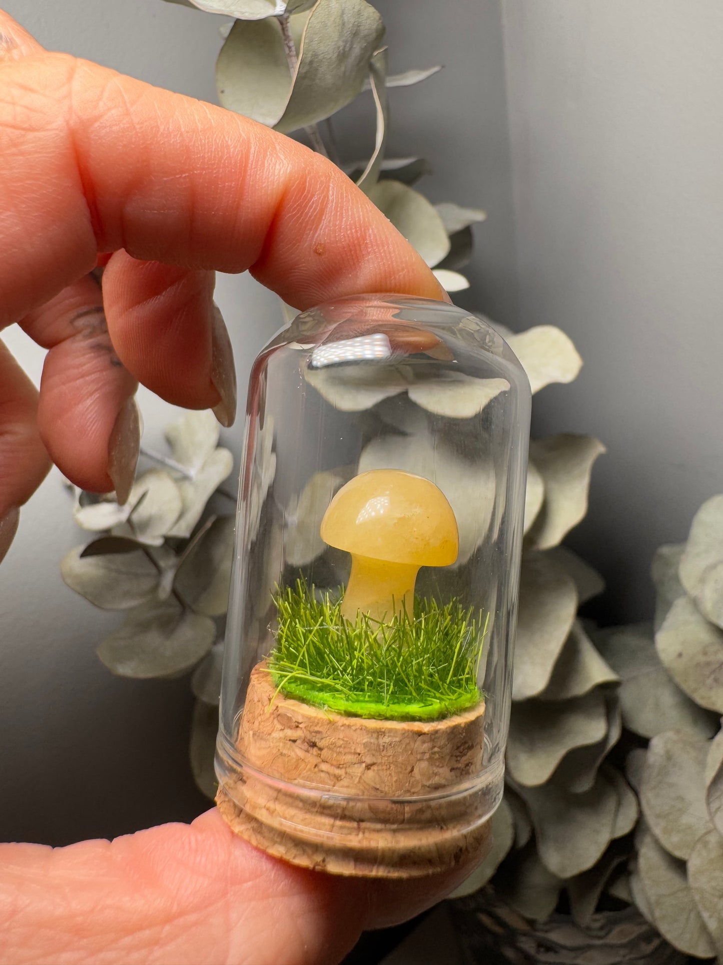 Terrarium Champignon