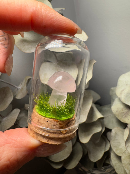Terrarium Champignon